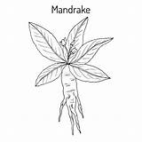 Officinarum Mandrake Mandragora Root Illustration Vector Preview sketch template