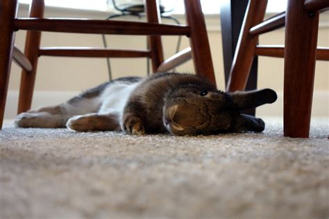 Sweet Photo Of A Sleepy Flopped Rabbit — The Daily Bunny