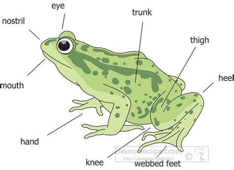 amphibian clipart clipart photo image labeled external frog anatomy clipart illustration