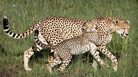 cheetahs  danger  extinction researchers    york times