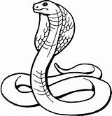 Cobra Snake King Coloring Drawings India Indian Pages Coloriage sketch template