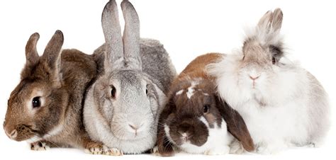 rabbit statistics reproduction anatomy physiology