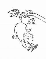 Coloring Possum Reading Book Pages Opossum Hanging Template Books Drawing Colorluna Choose Board sketch template