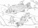 Bass Coloring Pages Smallmouth Largemouth Printable Mouth Drawing Fish Large Supercoloring Adult Striped Basses Color Drawings Main Ausmalbilder Grouper Template sketch template