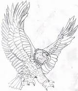 Eagle Coloring Bald Pages Color Kids Drawing Soaring Printable Flying Mandala Template Realistic Head Eagles Line Harpy Colouring Adult Print sketch template
