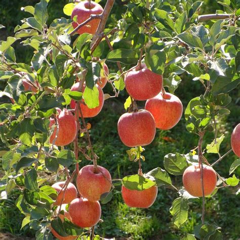 dwarf fuji apple tree yarden
