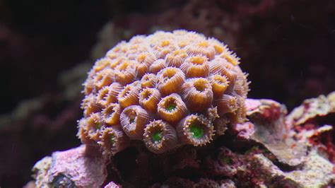 fading colors  coral