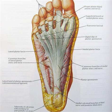 diagrams  foot  diagrams