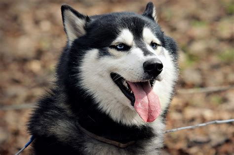 siberian husky snow dogs hd wallpapers hd wallpapers high definition