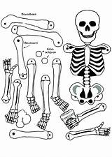 Skeleton Coloring Pages Human Bone Anatomy Bones Axial Head Color Drawing Printable Skull Skeletons Getcolorings Pirate Sheet Getdrawings Kids Print sketch template