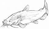 Catfish Flathead sketch template