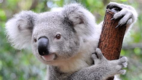 australia family finds  koala   christmas tree