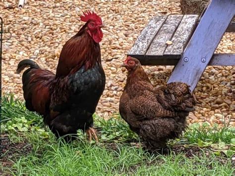 difference   hen   rooster cooped  life