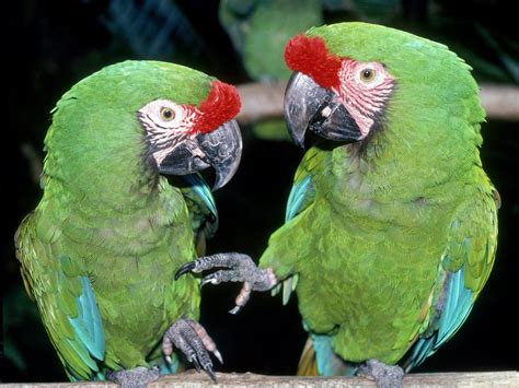 green macaws wallpaper parrots animals wallpapers  jpg format