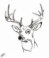 Deer Head Coloring Drawing Buck Pages Tail Whitetail Face Tailed Baby Drawings Clipart Deers Mother Reindeer Doe Getdrawings Adult Print sketch template