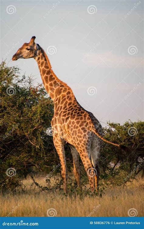 sunset giraffe stock photo image  giraffe wildlife