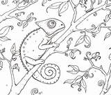 Coloring Chameleon Visit Color Pages sketch template