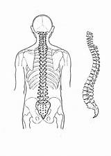 Colonna Vertebrale Vertebral Columna sketch template