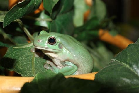 northern green tree frog reptile  grow