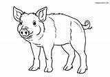 Schwein Ferkel Schweine Ausmalbilder Malvorlage Bauernhof Süßes Tiere sketch template