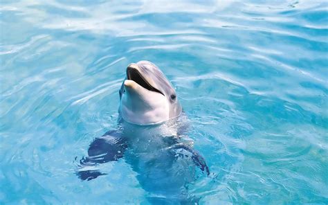 swim   wild dolphins vallarta rentals