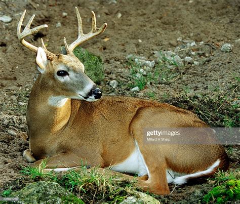 adult size of white tailed deer best porno