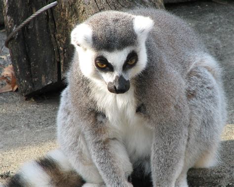 filering tailed lemur jpg wikipedia