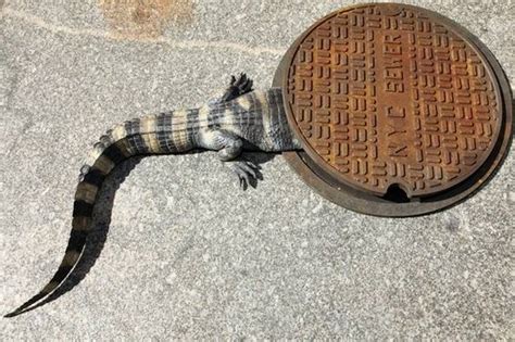 years   alligator  spotted   manhattan sewer gothamist