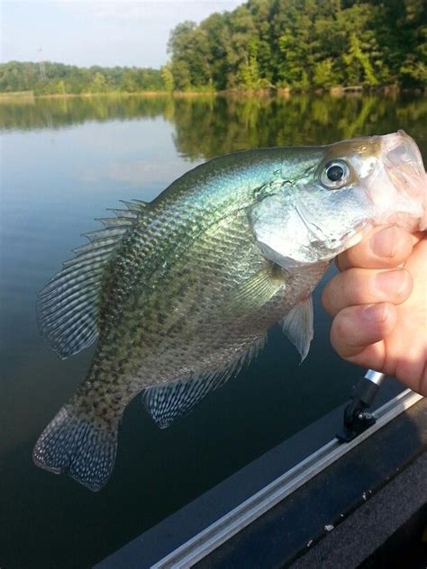 crappie fishing pictures crappie fish