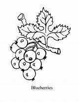 Coloring Blueberry Pages Blueberries Blue Printable Print Kids Colouring Color Mandala Sal Fruits Bush Drawing Crafts Berry Template Vegetables Craft sketch template