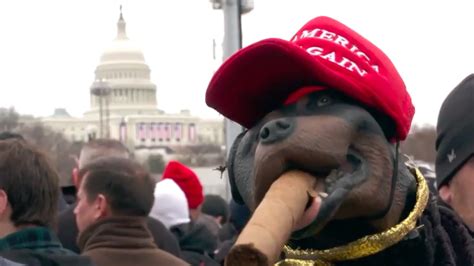 triumph  insult comic dog poops   trumps inauguration