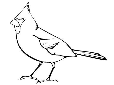 cardinal bird coloring pages coloring pages  kids coloring pages