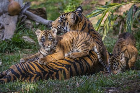 tiger cubs join san diego zoos bevy  babies  san diego union