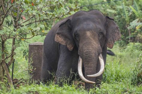 Sri Lankan Elephant The Pearl Of Sri Lanka Wowtovisit