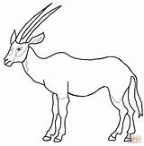 Springbok Gazelle Oryx Kids Arabie Thomson Girafe sketch template