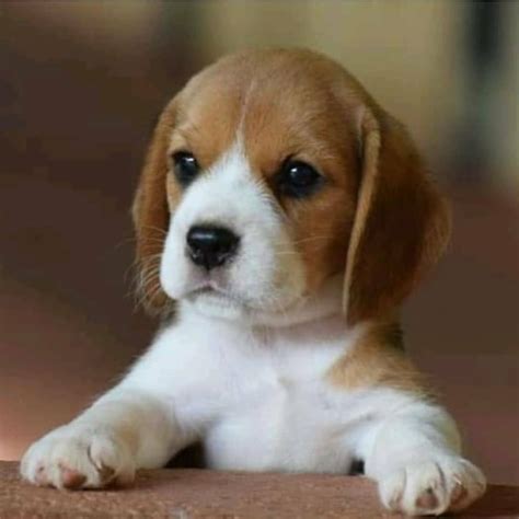 check   store  beagles   dogs   cute beagles