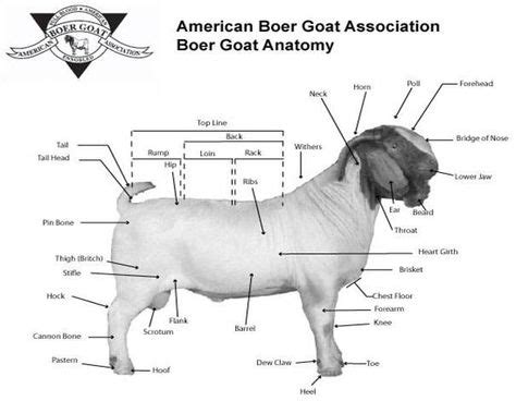 boergoatscom article selection   market goat babygoatfarm boer goats goat farming goats
