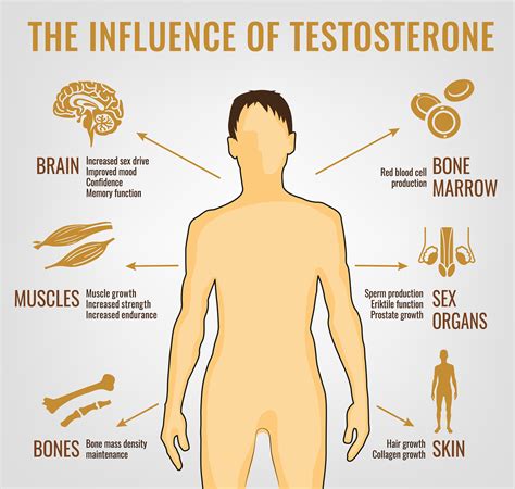 4 proven ways to increase testosterone levels naturally harcourt