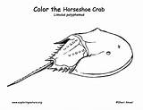 Crab Horseshoe Coloring Color Tattoo Exploringnature sketch template