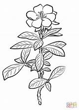 Gardenia Coloring Pages Jasminoides Printable Drawing Supercoloring Categories sketch template