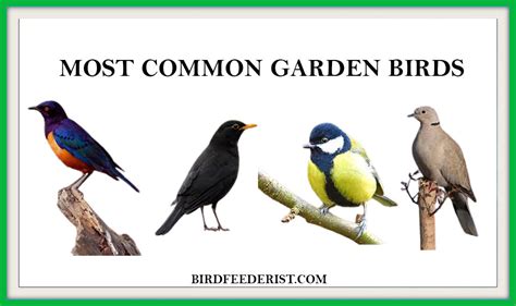 common garden birds  birdfeederist