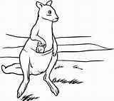 Coloring Kangaroo Pages Kangaroos Printable Baby Kids Mother Pouch Drawing Silhouettes Bestcoloringpagesforkids sketch template