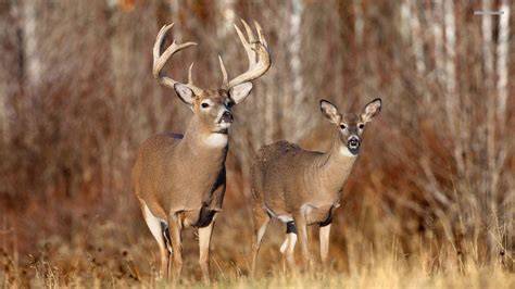 whitetail buck  doe wallpaper