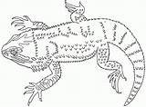 Bearded Colouring Dragoart Reptiles Bestcoloringpagesforkids sketch template