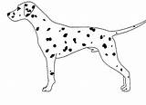 Outline Dog Dalmatian Dogs Clipart Spotted Coloring Pages Body Plain Tattoo Outlines Care Breed Cliparts Library Animals Husky Dalmatians Puppies sketch template