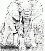 Elephant Coloring Pages Realistic Adults Kids sketch template
