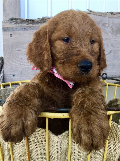 goldendoodle puppies  sale myerstown pa