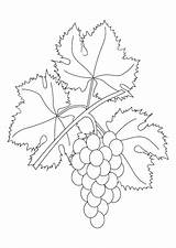 Uva Colorare Wijnrank Parra Disegno Uvas Grappolo Druiven Trauben Weinranke Ausmalbild Grapevine sketch template