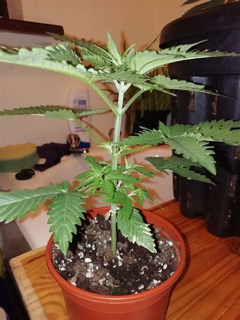 Sex My Plant Please Grow Question By Imbatman Growdiaries