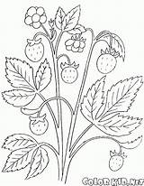 Malvorlagen Erdbeere Johannisbeere Strauch sketch template